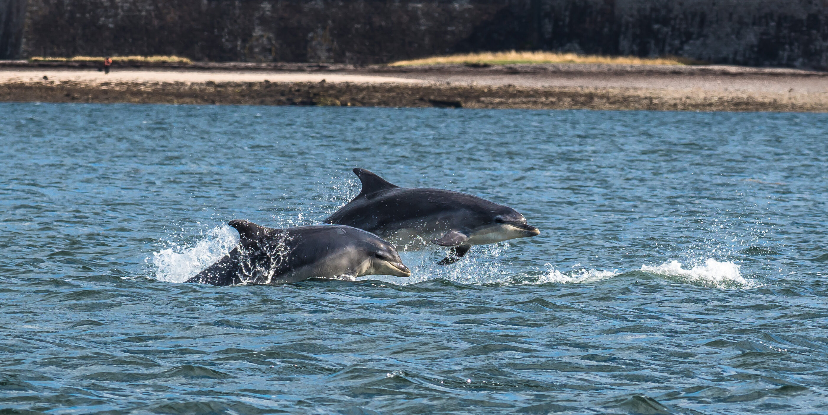 Moray Dolphins