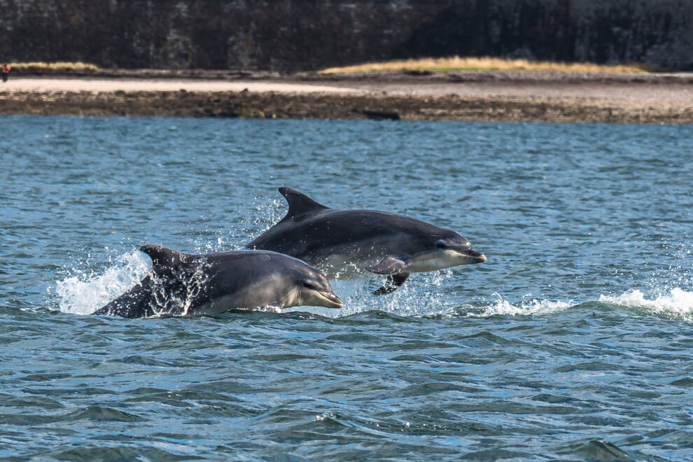 Moray Dolphins